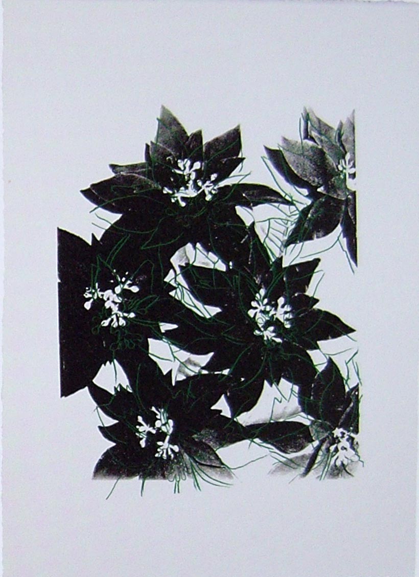 Poinsettias