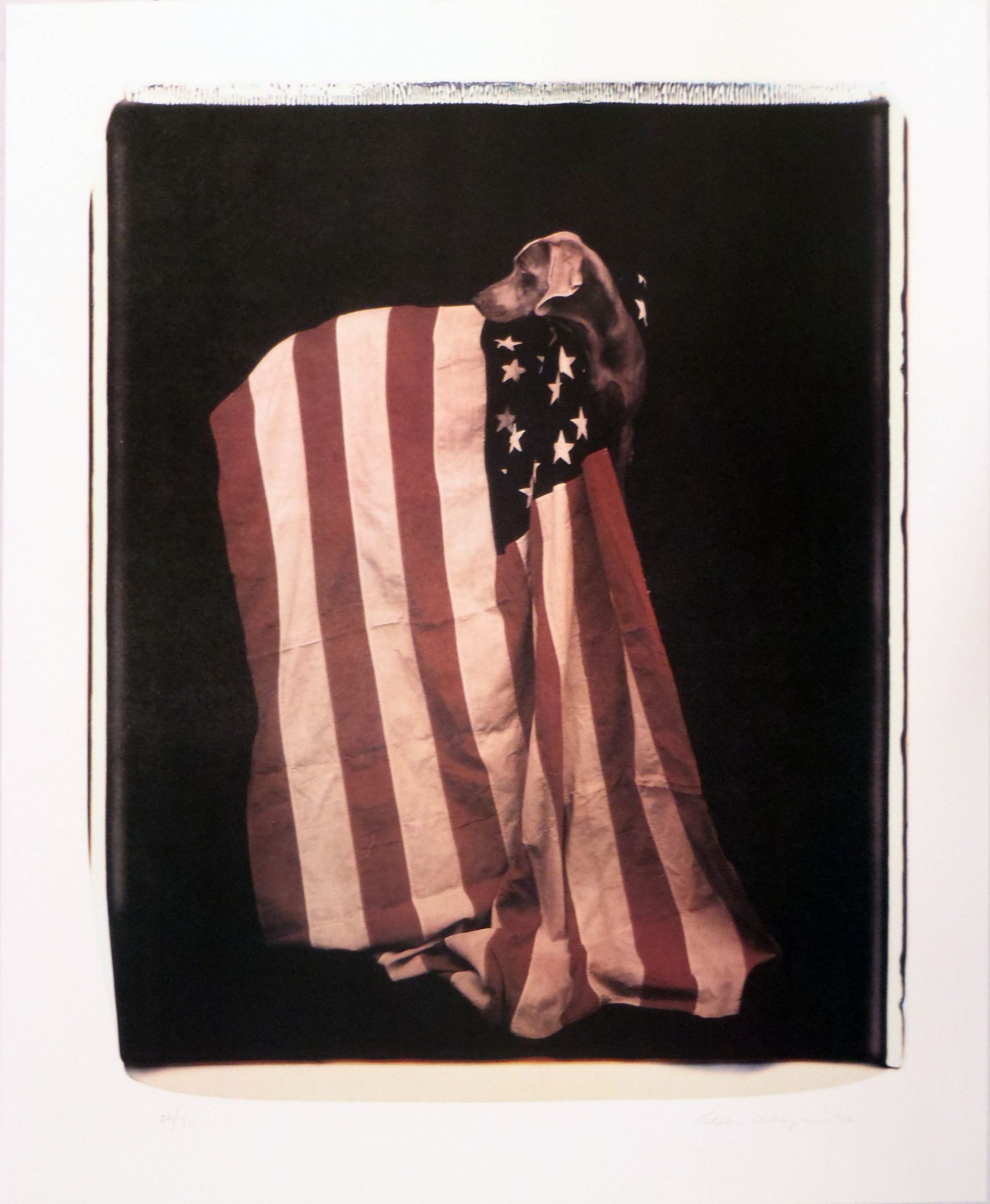 William Wegman, Profiles in Patriotism (from Freedom of Expression), 1994 (1992)