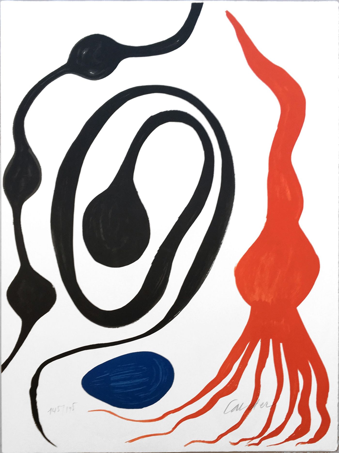 Octopus/Squid