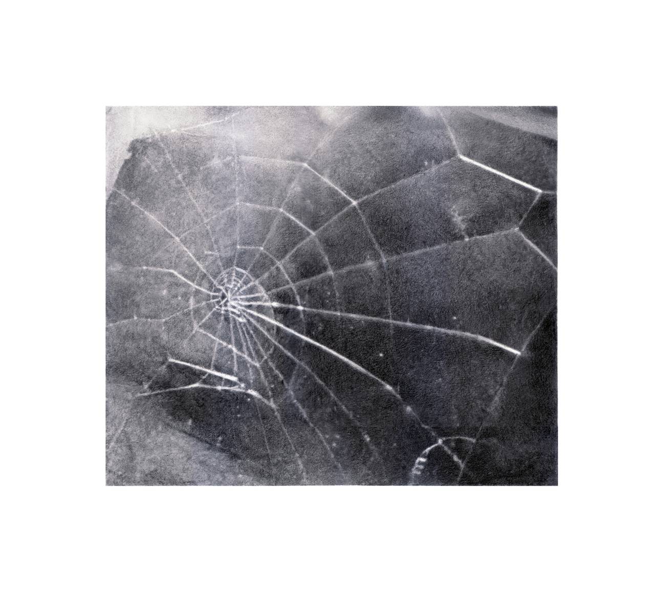 Vija Celmins, Spider Web (2009)