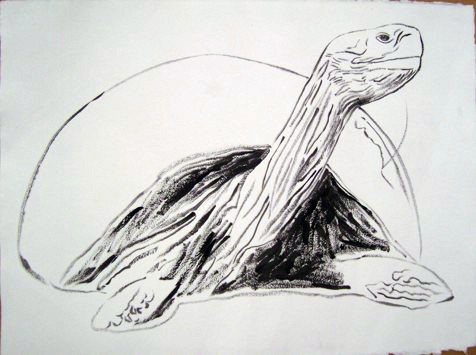 Vanishing Animals — Galapagos Tortoise