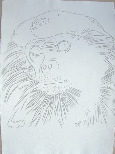 Vanishing Animals - Douc Langur